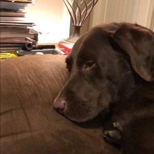 Meet your Posher, Anne